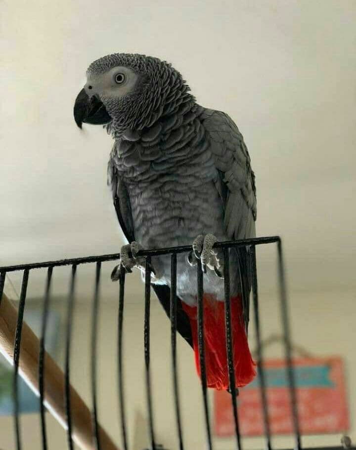 African Grey Parrots for Sale