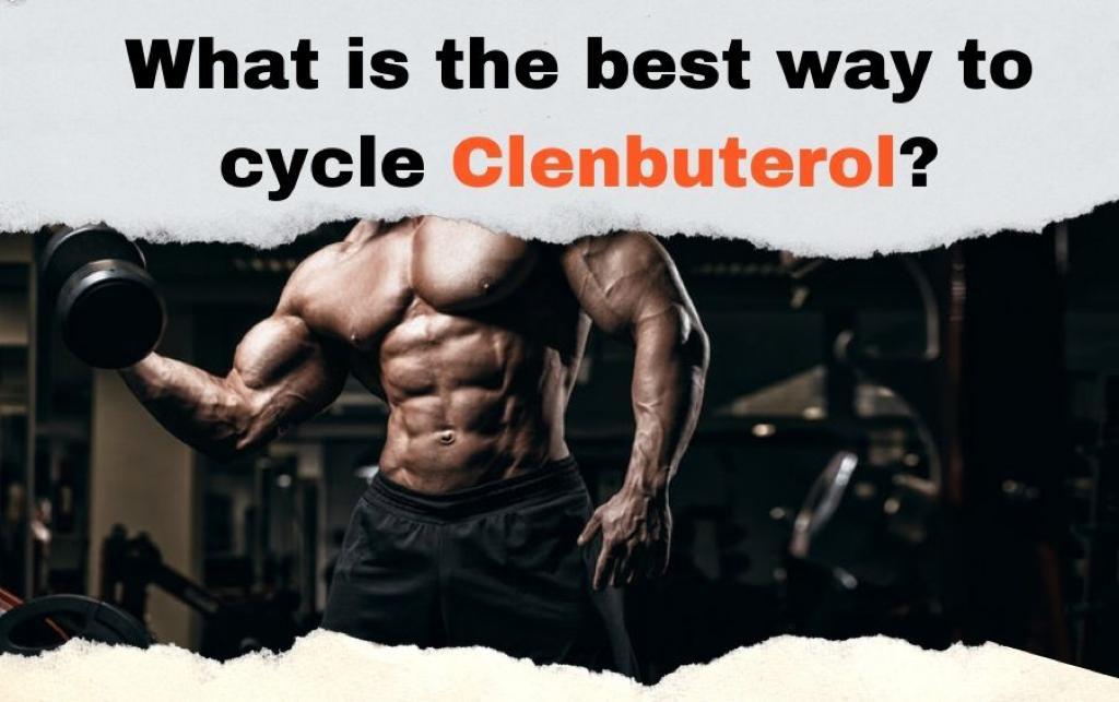 WHAT IS THE BEST WAY TO CYCLE CLENBUTEROL?