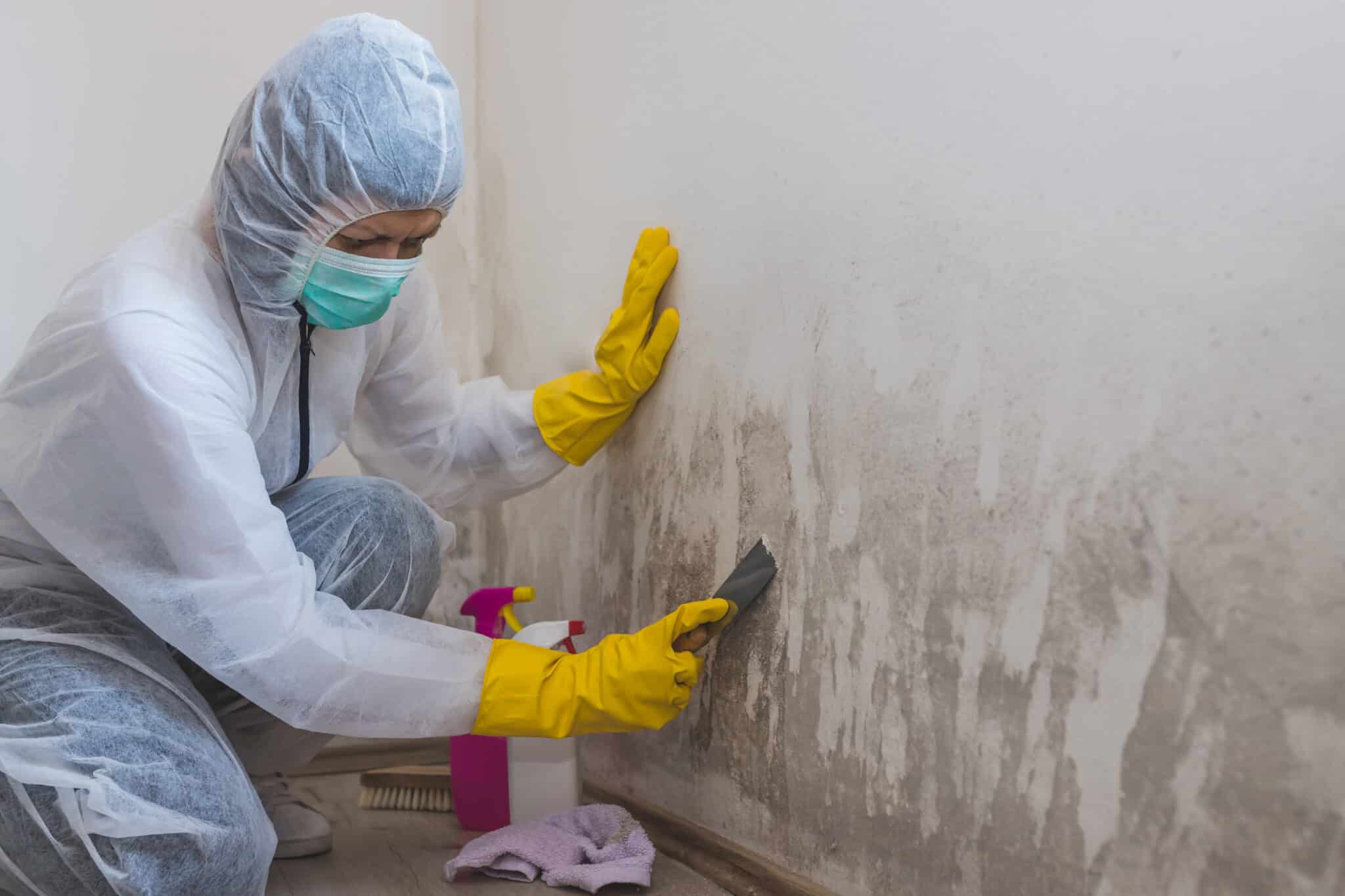 mold remediation Boulder CO