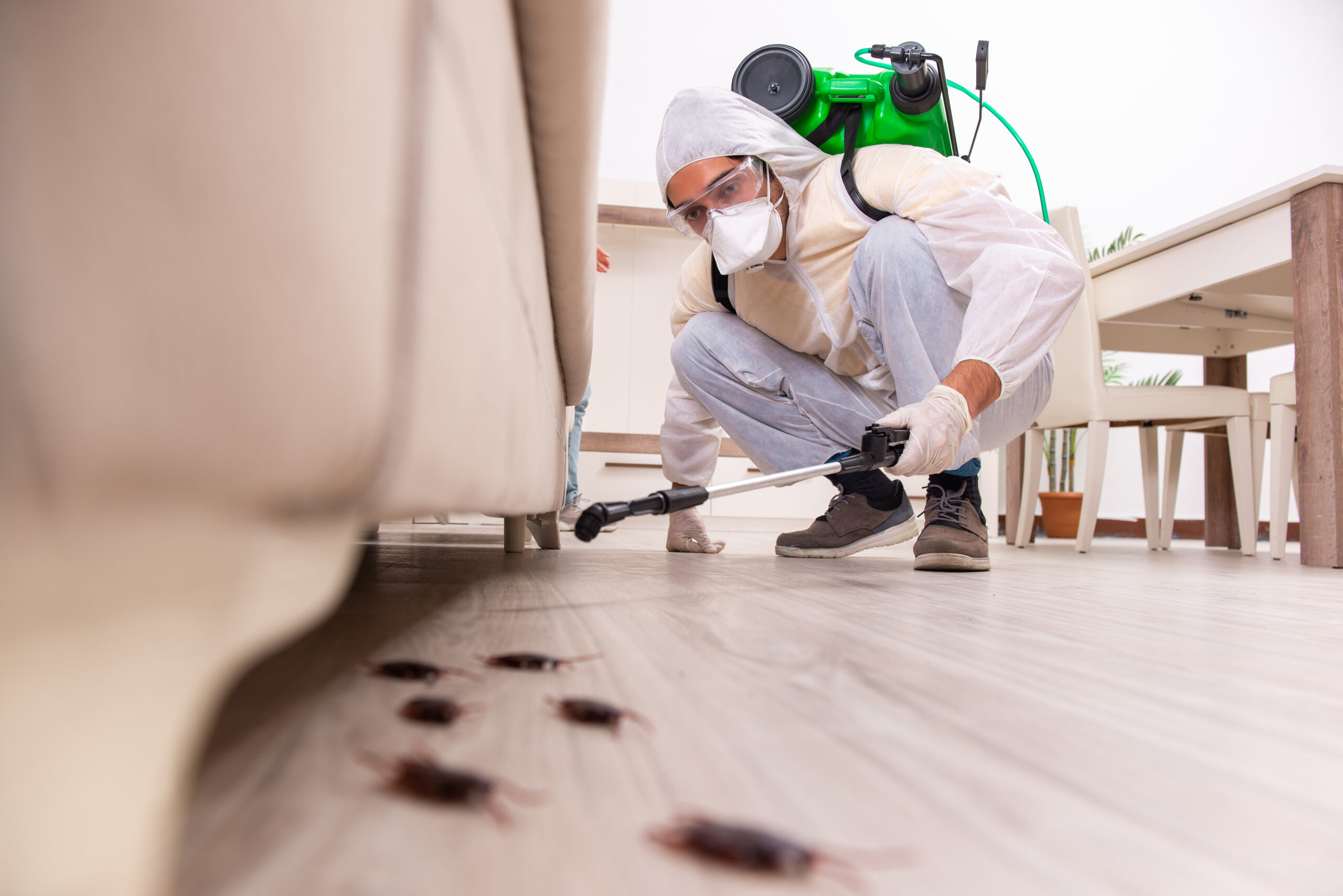 pest removal Colorado Springs
